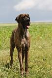 DOGUE ALLEMAND 361